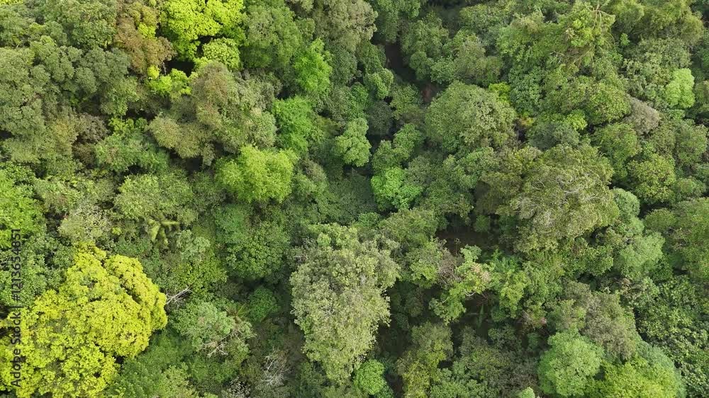 aerial forest view aerial forest view