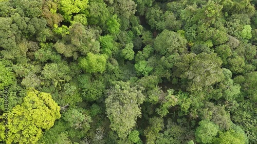 aerial forest view