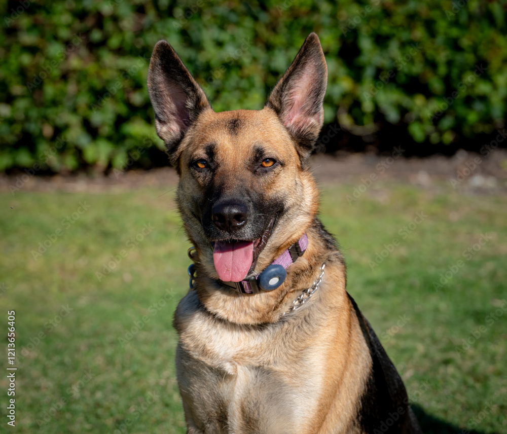 German Shepherd dog smiling at the camera German Shepherd dog smiling at the camera
