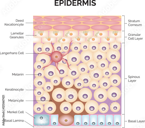 Epidermis Science Design Vector Illustration Diagram