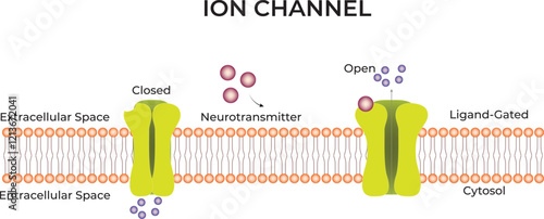 Ion Channel Science Design Vector Illustration Diagram