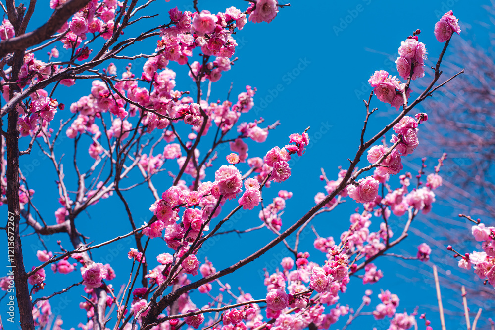 梅の花 梅の花