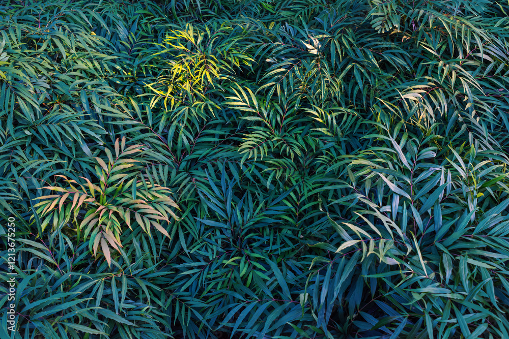Fototapeta premium 冬の夕日に映された観葉植物
