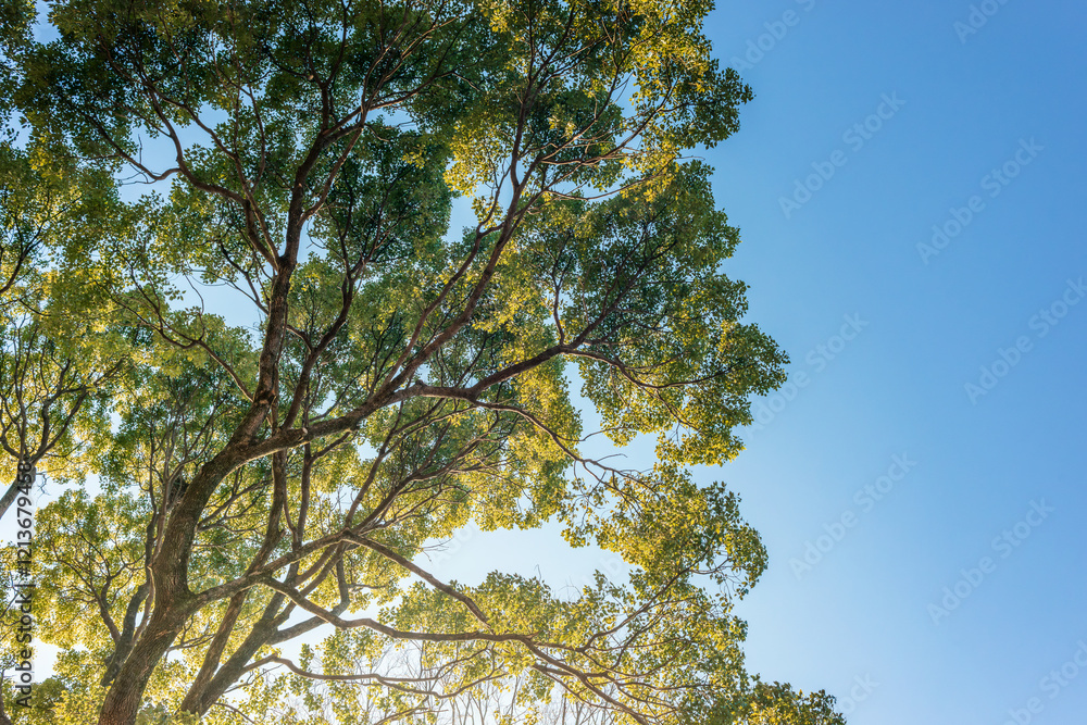 Obraz premium 大きな木々の林、常緑の巨樹