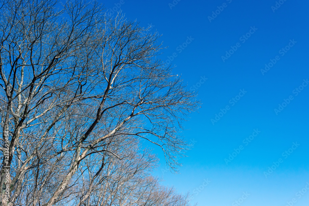 落葉した冬のケヤキと青空 落葉した冬のケヤキと青空