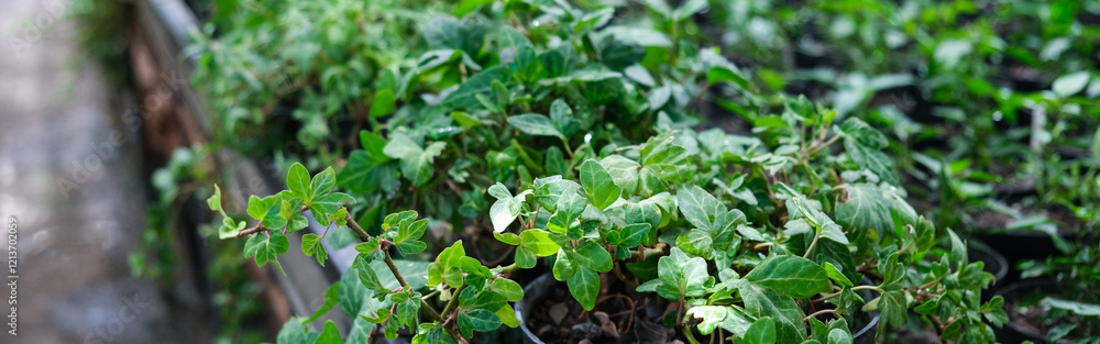 Ivy Plant and geranium in pot cultivated in greenhouse or glasshouse for spring sale at the local garden center. banner. Ivy Plant and geranium in pot cultivated in greenhouse or glasshouse for spring sale at the local garden center. banner.