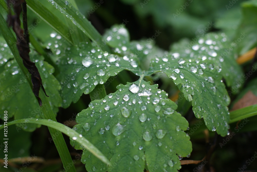 dew on a leaf dew on a leaf