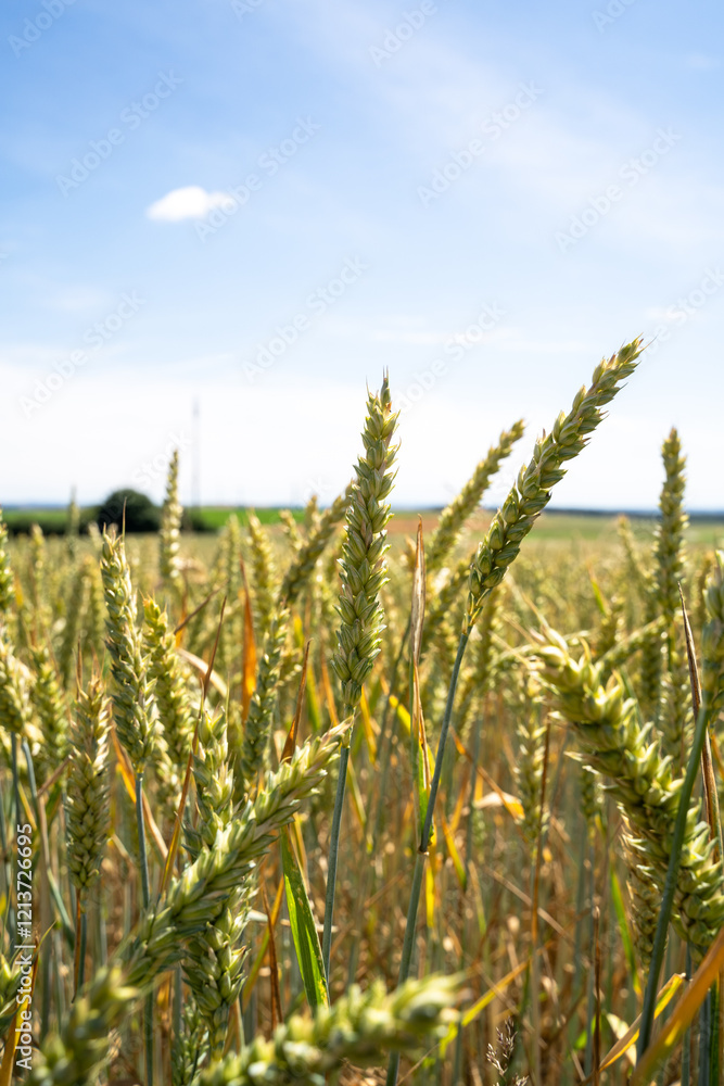 Wheat in the farm field in summer Wheat in the farm field in summer