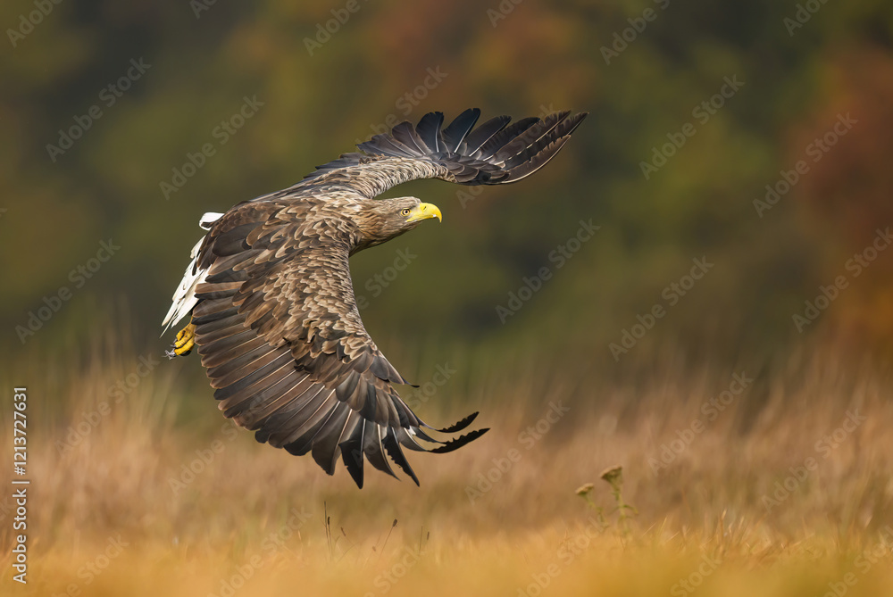 White tailed eagle ( Haliaeetus albicilla) White tailed eagle ( Haliaeetus albicilla)
