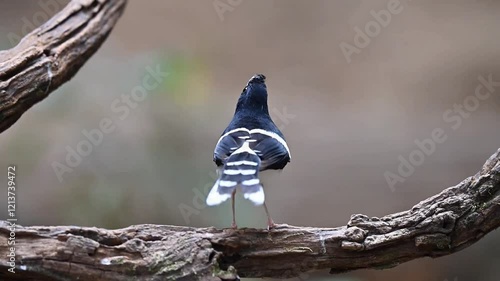 A White-capped Water Redstart with a black body, white head and breast, and a long black tail is perched on a weathered branch. photo