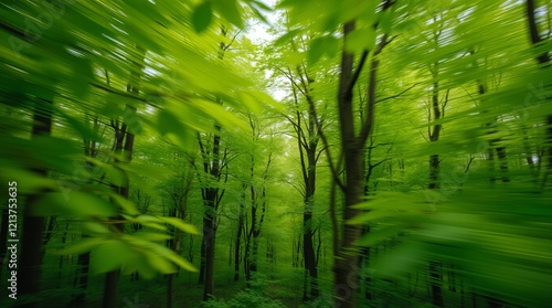 Camera angles showing movement in a tropical forest photo