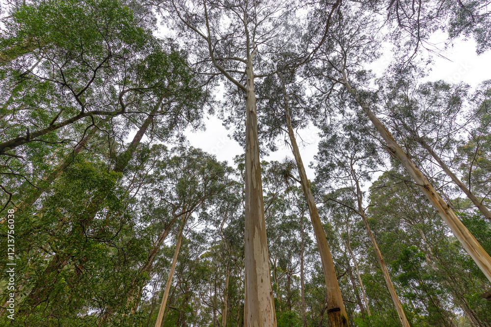 Fototapeta premium Sheoak Picnic Area at Henderson Falls, near Lorne, Victoria, Australia.