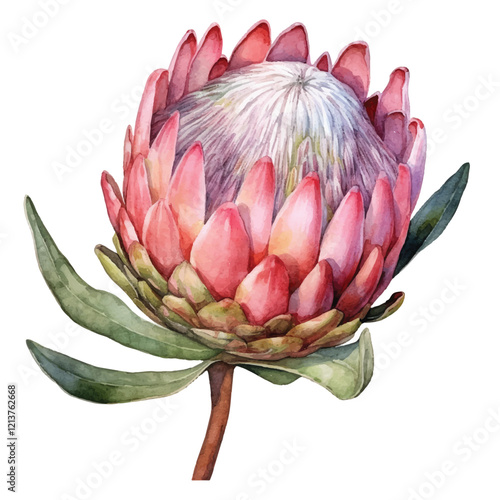 watercolor Protea flower isolated white background
