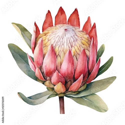 watercolor Protea flower isolated white background