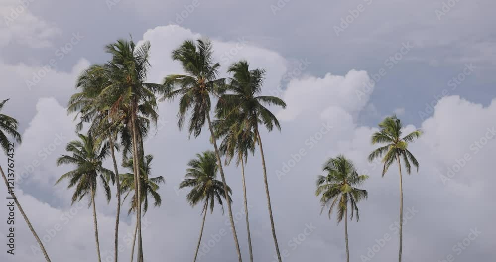 A serene view of tall tropical palm trees gently swaying in the breeze against a backdrop of a cloudy sky. Perfect for nature, travel, and tropical getaway concepts. A serene view of tall tropical palm trees gently swaying in the breeze against a backdrop of a cloudy sky. Perfect for nature, travel, and tropical getaway concepts.