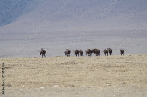乾季のンゴロンゴロクレーターの草原を歩くヌーの群れ（タンザニア, 10月）