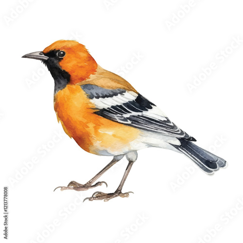 watercolor Oriole isolated white background