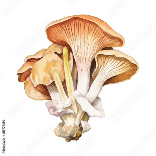 watercolor Oyster mushroom isolated white background
