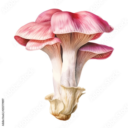 watercolor Oyster mushroom isolated white background