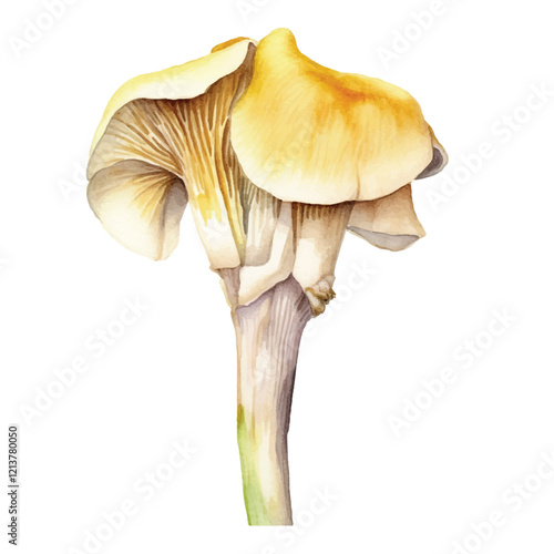 watercolor Oyster mushroom isolated white background