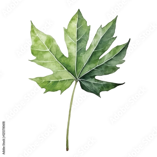 watercolor Papaya leaf isolated white background