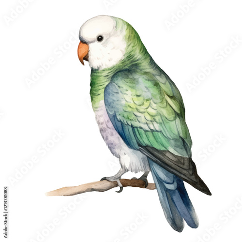 watercolor Parakeet isolated white background