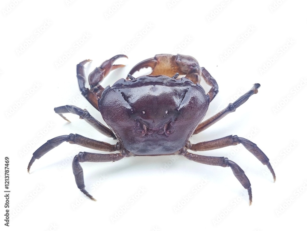 Purple freshwater river crab isolated on white background Purple freshwater river crab isolated on white background