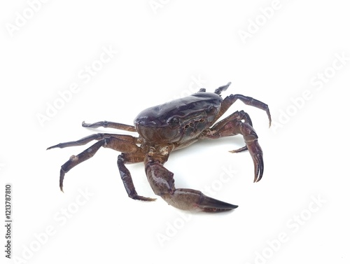 crab on white background photo