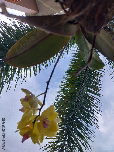 The red moon orchid (phalaenopsis amabilis) is beautiful and liked by many people.