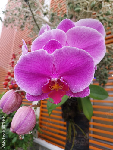 The red moon orchid (phalaenopsis amabilis) is beautiful and liked by many people.