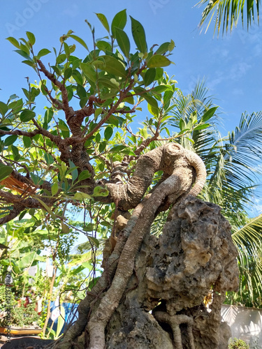 Bonsai has become part of a lifestyle for plant lovers, especially bonsai lovers.