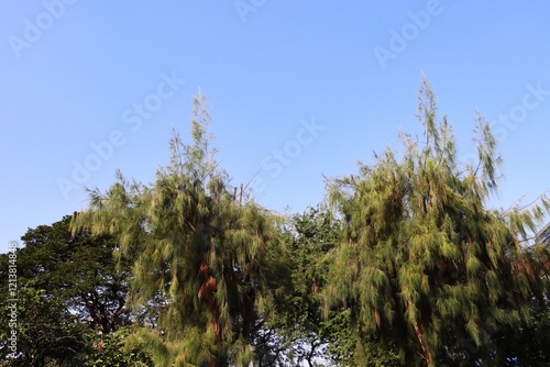 Mountain ru or Red-tipped ru tree (Casuarina junghuhniana) in park blue sky background photo