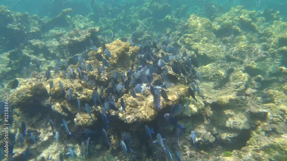 FIsh shoal swimming across dead coral reef ocean sea floor rocky shore Caribbean sea POV FIsh shoal swimming across dead coral reef ocean sea floor rocky shore Caribbean sea POV