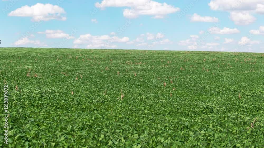 Slow Dolly Out of Vast Green Soybean Plantation During Daytime, Brazil. Slow Dolly Out of Vast Green Soybean Plantation During Daytime, Brazil.