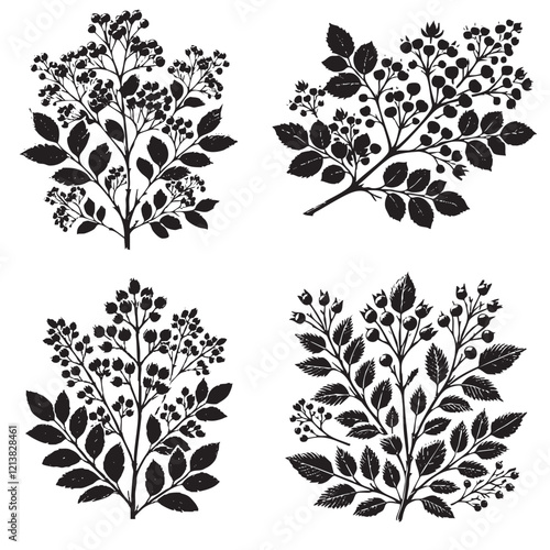 Photos Vector Silhouettes of the Allegheny Serviceberry Isolated on a White Background