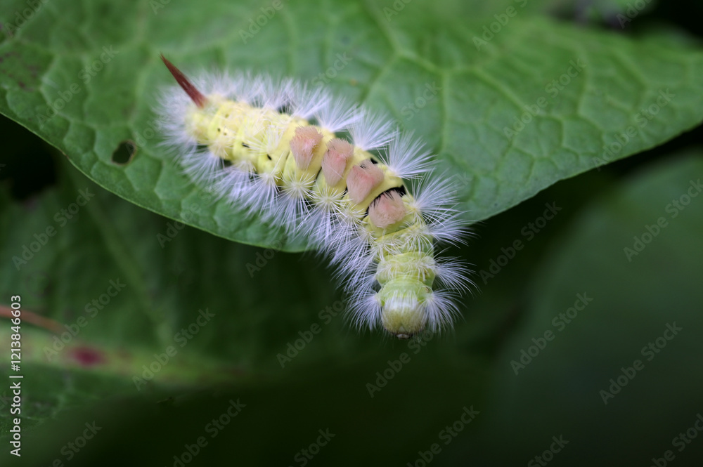 Fototapeta premium Caterpillar with creative hairstyle Calliteara pudibunda,Close-up of caterpillar on plant