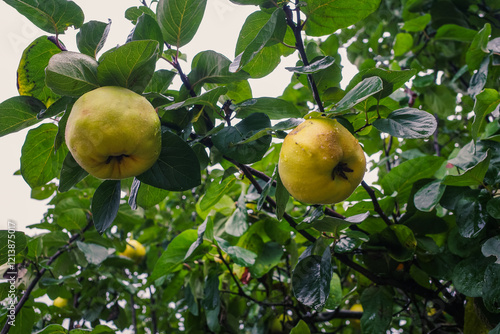 Canvas Print Les coings fruit du cognassier