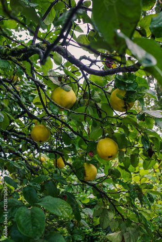 Fototapeta Le coing fruit du cognassier