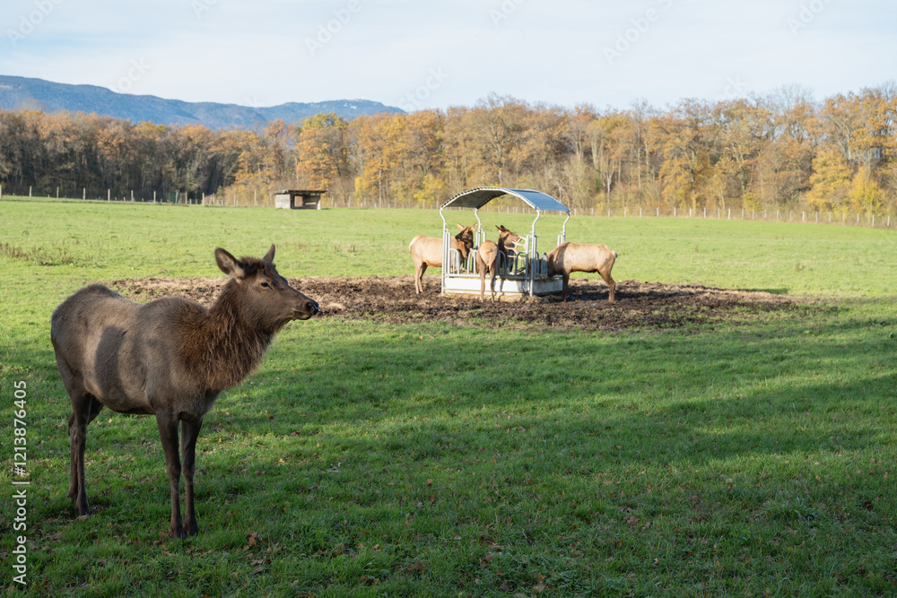 Naklejka premium Wapiti 
