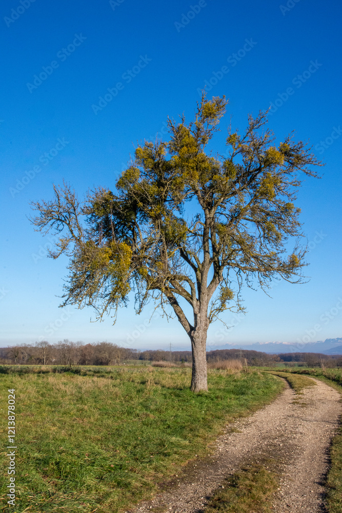 L’Arbre et le Gui Symbiose Poétique L’Arbre et le Gui Symbiose Poétique