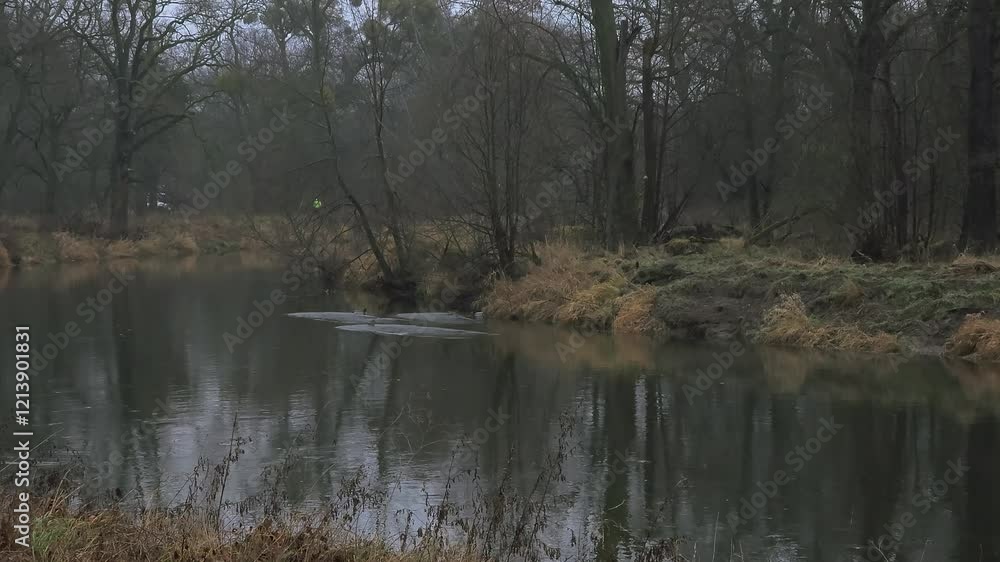 ducks fly over the river in winter in nature ducks fly over the river in winter in nature