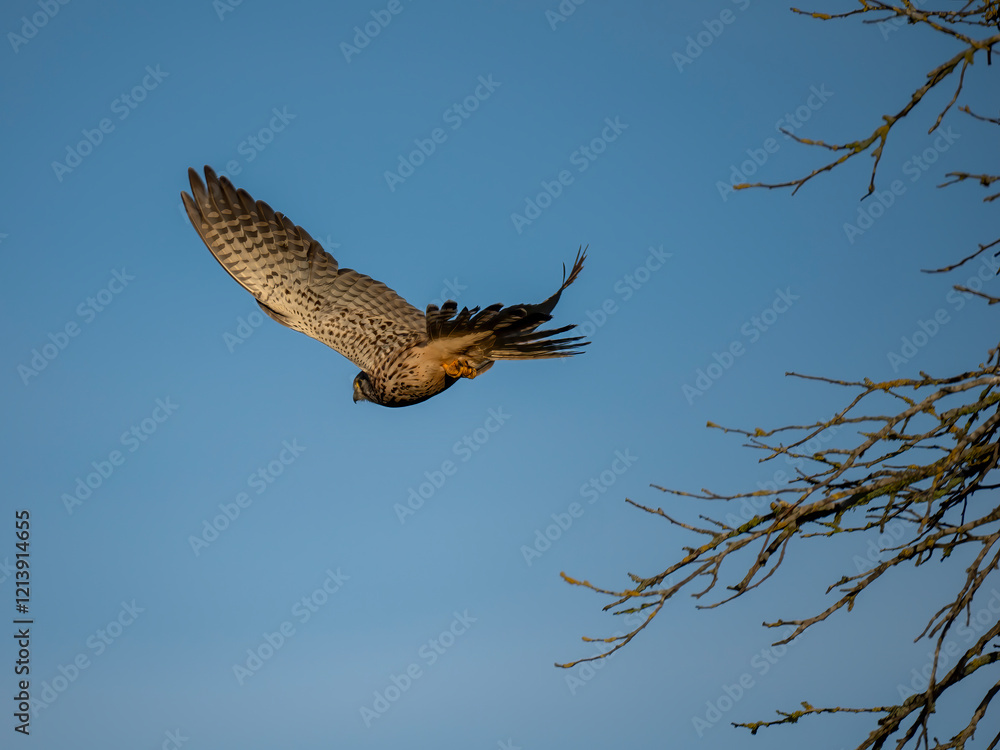 Fototapeta premium Turmfalke (Falco tinnunculus)