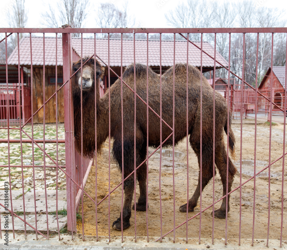 Fototapeta premium A camel is standing in a pen with a red fence