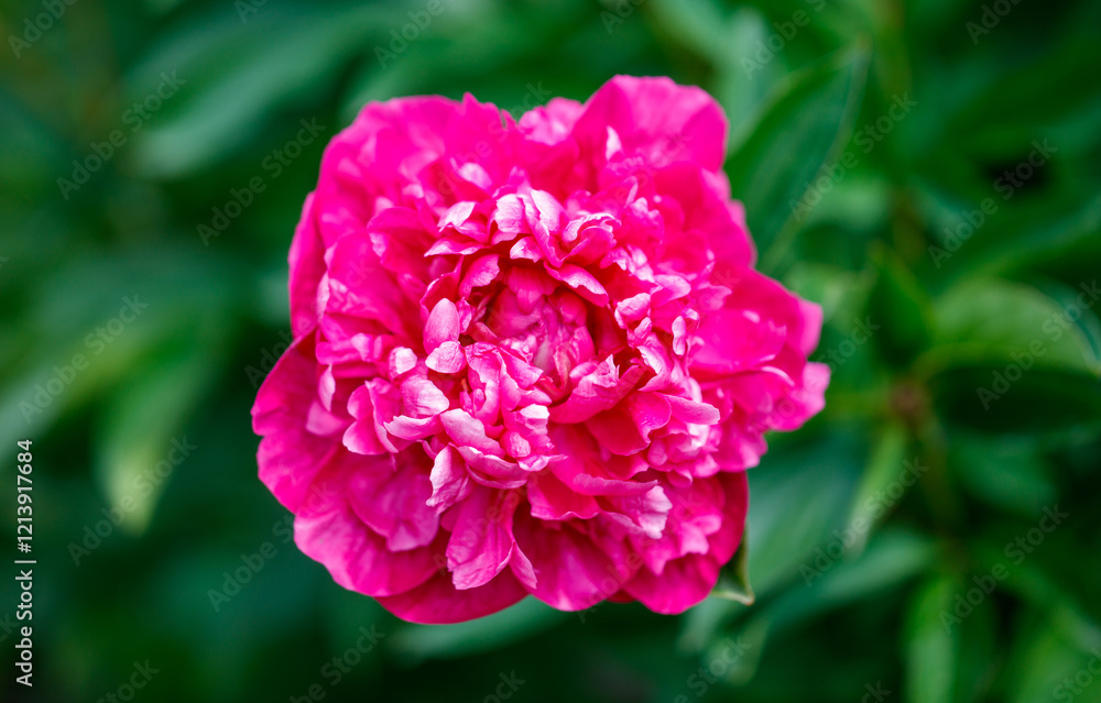 A pink flower with white petals is in a green bush A pink flower with white petals is in a green bush