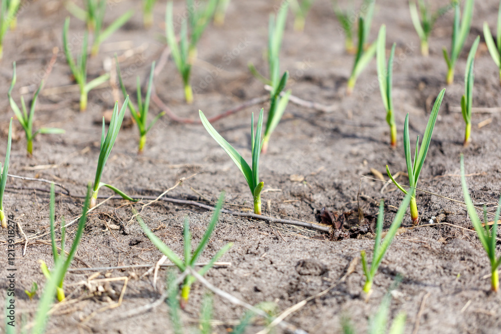 A field of green plants with brown dirt A field of green plants with brown dirt