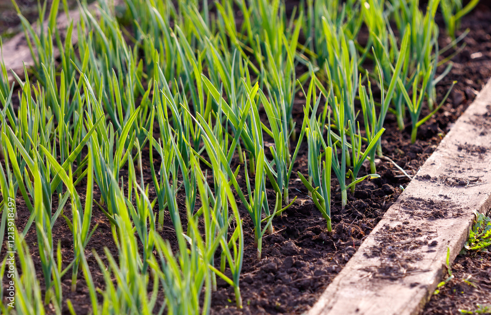 Obraz premium A row of green plants are growing in a garden