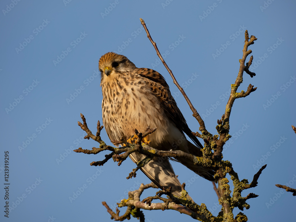 Turmfalke (Falco tinnunculus) Turmfalke (Falco tinnunculus)