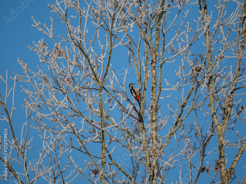 Buntspecht (Dendrocopos major) photo