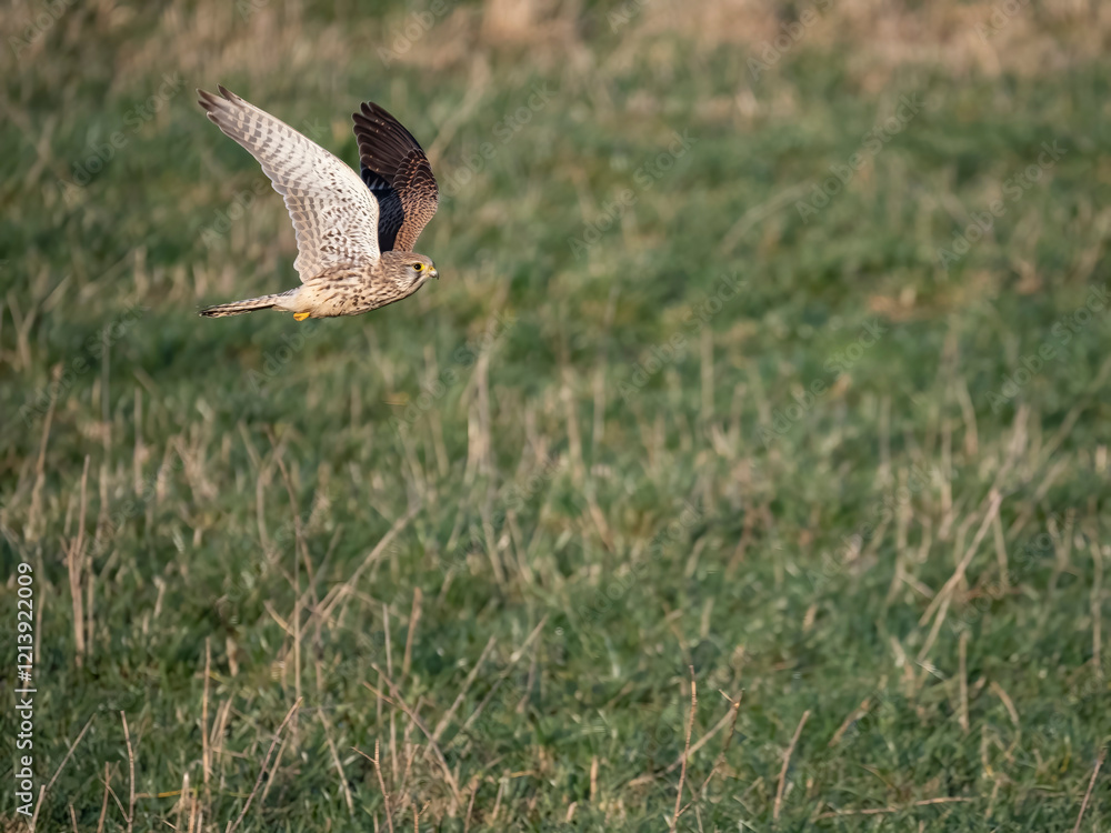 Fototapeta premium Turmfalke (Falco tinnunculus)