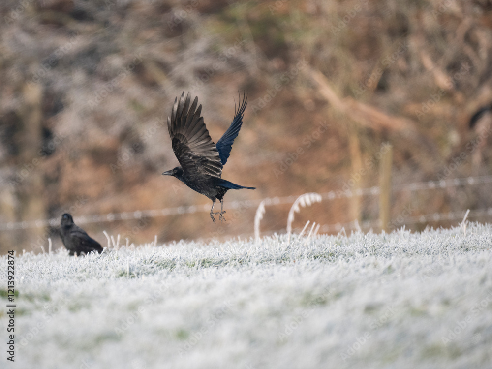 Obraz premium Rabenkrähe&nbsp;(Corvus corone)